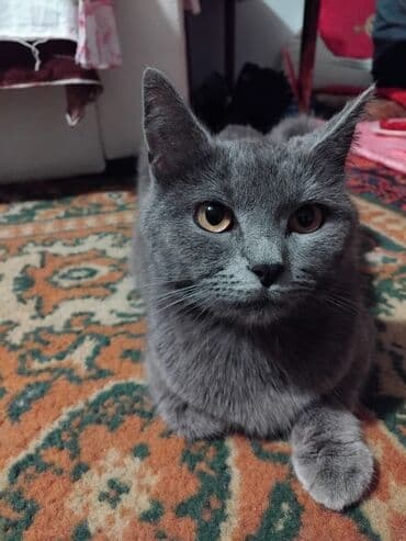 котята в баку бесплатно 2020: Шотландская, Самка, Бесплатная доставка — 1