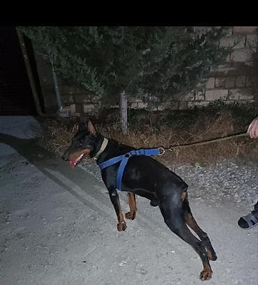 it: Doberman, 1 il, Erkek, Peyvəndli, Ünvandan götürmə — 7