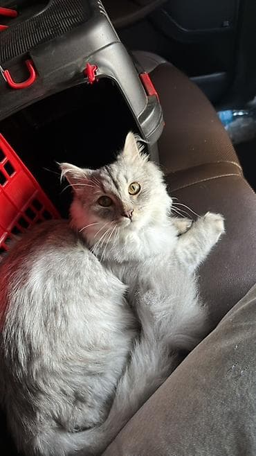 pisikler ucuz: Erkək, Yaxşı əllərə, Ünvandan götürmə, Pulsuz çatdırılma — 2