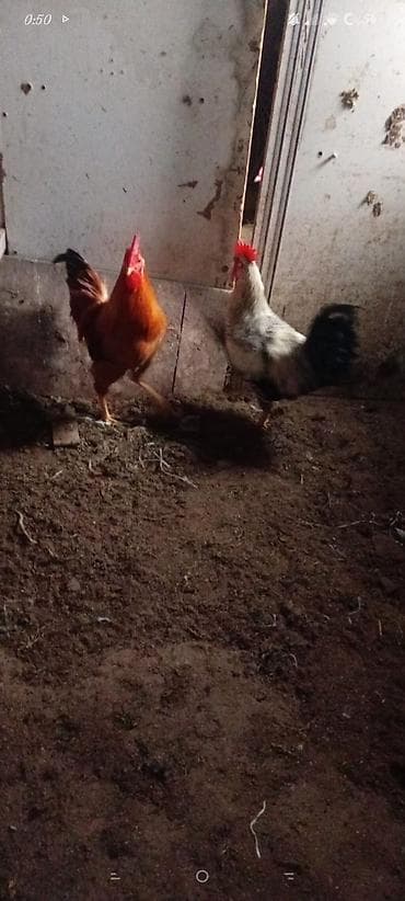 Heyvanlar üçün mallar: Sağlamdirlar 1 yaşları var satılır 3dənədir 3ü 50azn — 1