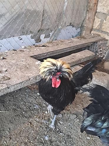 hind qusu satisi: Toyuq, Damazlıq — 2