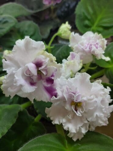 bənövşəyi gül şəkilləri: 5,6 m starter — 18