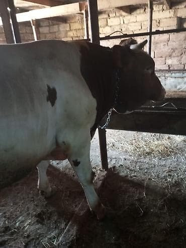 erkek: Super vəziyyətdə qurbanığa tam şəkildə yararlı erkək danadı.dana — 6