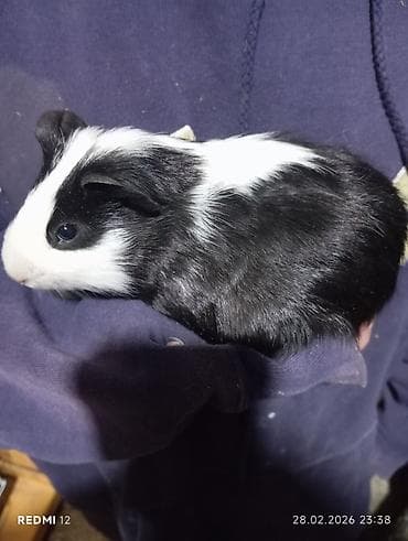 Heyvanlar üçün mallar: Ana ata 2 bala hamısı birlikdə 100 manat çatdırılma odənislidi — 2