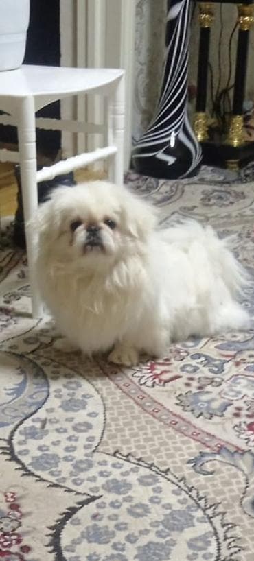 Pekines, 2 il, Erkək