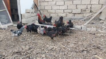qəfəs satışı: Toyuq, Yumurtalıq — 2