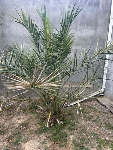 Xurmayı xatırladan dekorativ palma (Phoenix spp.) - Həyətyanı