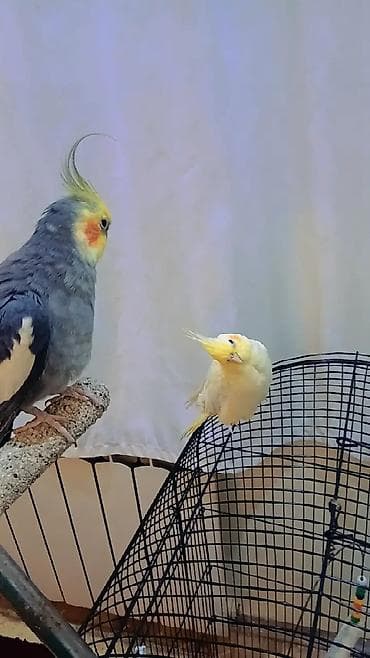 korella qus: Nimfa papağanları (Cockatiel) cütü - Növ: Nimfa (Melopsittacus deyil — 1