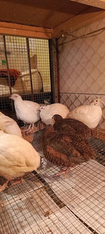 Keçilər, çəpişlər: SALAM TAM SAĞLAM BİLDİRÇİNLƏR SATILIR QİYMƏTİ 2.50 QƏPİKDİR 5 ƏDƏD — 1