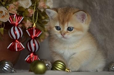 bengal pisiyi: Qızıl şinşilla, Erkək, Dişi, Ünvandan götürmə — 3