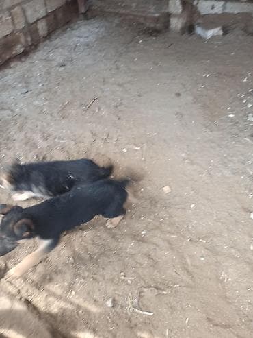 avcarka itleri: Alman çoban iti, 2 ay, Erkek — 4