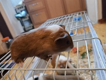 kənd heyvanları: Məhsul: Qvineya donuzu balaları (ev heyvanı) Təsvir: - Rəng çeşidi — 7