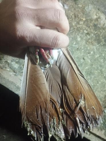 dəvə quşu satışı: Kekilli qırmızı boyun biri erkek biri maya. bir eded sari boyun kekili — 7