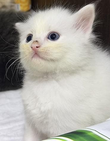 Scottish longhair balası Ağ tüklü, mavi gözlü balaca pişik balası. -