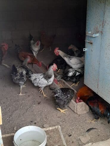 qurbanliq qoyun qiymetleri: 28 ədəd xoruz satılır saglamdırlar — 1