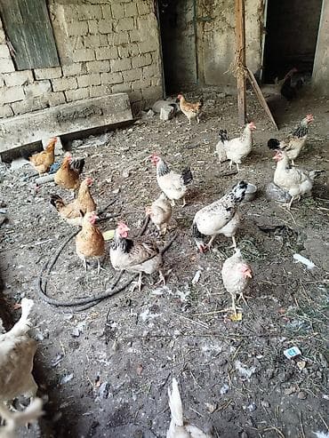 quşlar: Yumurtar toyuqlar 18 dənədi hamsi satilir Zabrat qəsəbəsi — 1