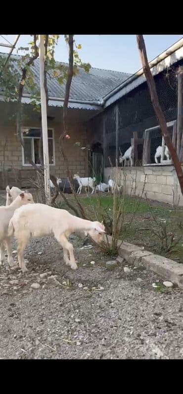 sudluk inekler: Sanen keçileri tam təmiz saf qandı təmizliyinə və sağlamlığına — 5