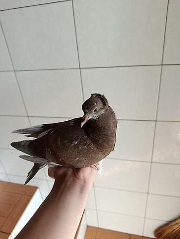 yemler: Qırmızı-qəhvəyi rəngdə ev göyərçini - Rəng: tünd qəhvəyi-qırmızı — 1