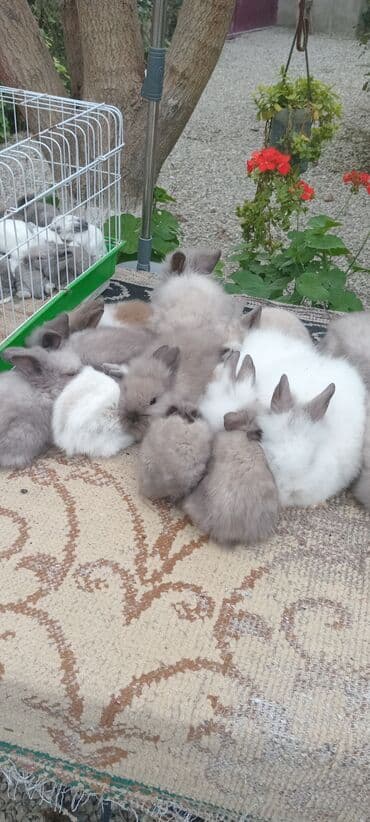 karlık dovsan: Məhsul: Angora tipli uzun tüklü dekorativ dovşan balaları — 8