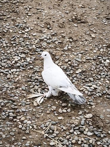 heyvan oyuncaqlari: 4 ədəd quşdu iki erkək iki maya lələkli oynaq quşlardı təzə — 9
