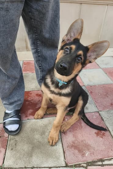 ingilis setteri it cinsinin digər adı: Alman çoban iti, 4 ay, Erkek, Peyvəndli — 1