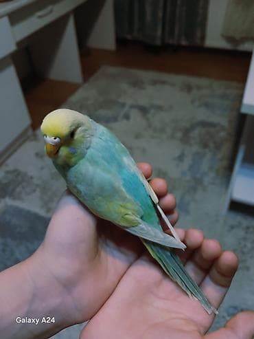 Другие птицы: Rainbow bala disi. 15 manat. unvan Bakixanov — 1