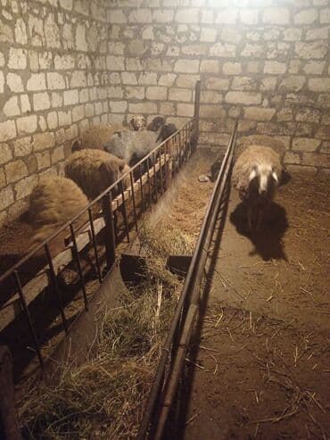 qoyun qoc: Salam quzu satiram diri çəkisi 9.5 3-ayin bordağidi isdiyən buyurub — 3