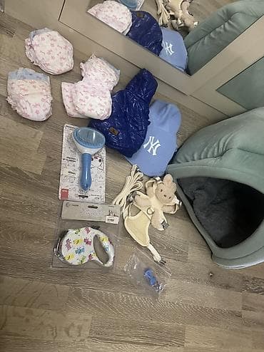 heyvan şəkilləri: Pekines, 3 ay, Erkek, Peyvəndli — 6