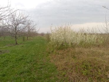 sumqayit kirayə: Kənd təsərrüfatı — 12