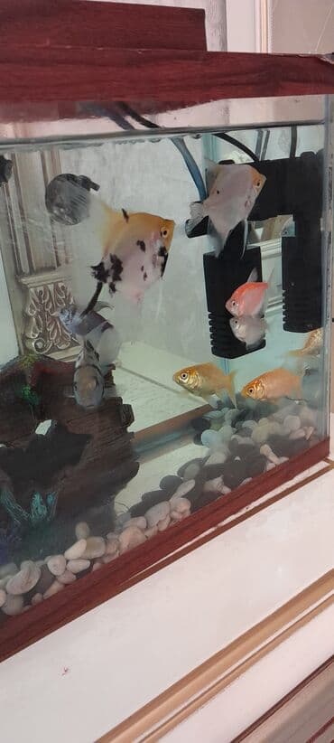 bmw 1 серия 114i mt: Прямоугольный аквариум, Вместе с рыбами, 20 л, Самовывоз — 4