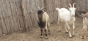 Inəklər, öküzlər: Erkək, Alpine, il: 8, Damazlıq — 3