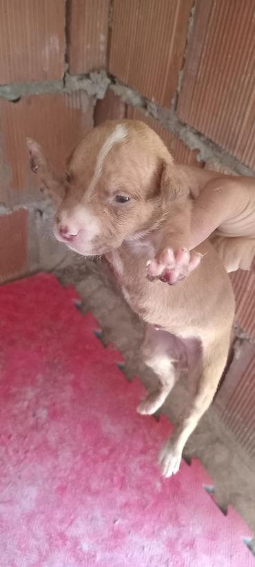 it pitbull: Pitbul, Peyvəndli — 10