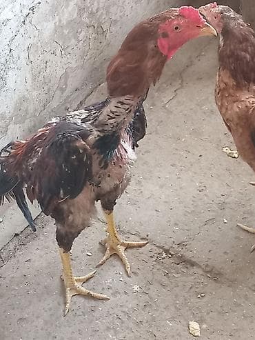 Digər heyvanlar: Salam heyrati lar satiliryaxsi cinsdi cox olduqu nan satiram kohna — 1