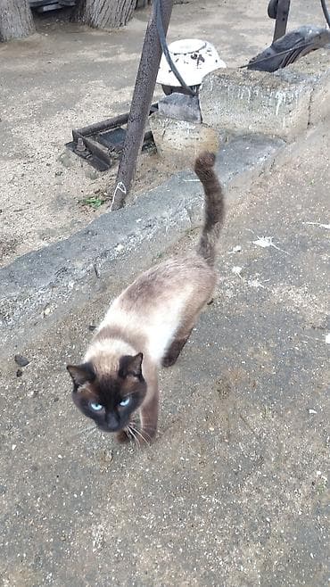 pisik almaq: Siam — 2