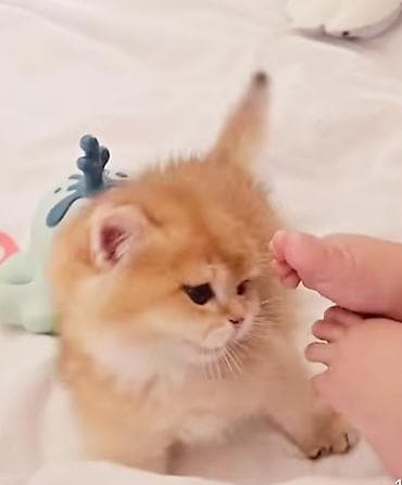 pişik qutusu: Britan, Erkək, Dişi, Yaxşı əllərə, Ünvandan götürmə — 2