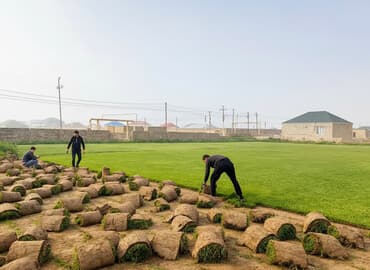 qazon bicen satilir: Hər növ hazır Qazonun yerində satışı və ünvana çatdırılması — 1