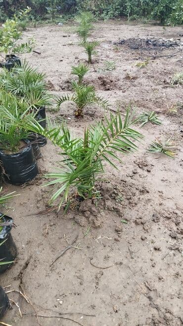 сливочное масло в баку: Finik palma — 2