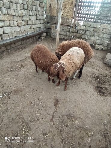 qala sortu: 2 dənə ERKƏY quzular satılır tərəzinən 8, 50 KÖK QUZULARDI ÜNVAN — 6