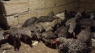 halep kecisi satilir: Toyuq, Damazlıq — 5