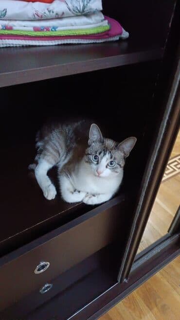 приют для кошек в баку: В добрые руки — 6