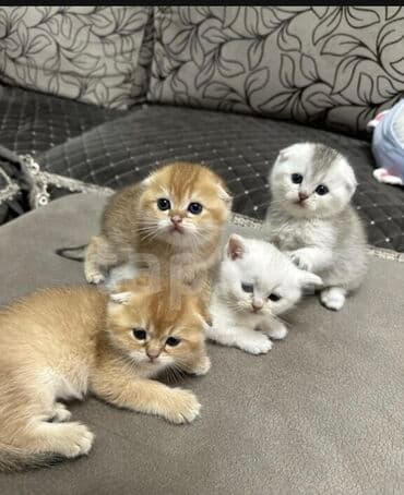 шотландская вислоухая кошка цена в баку: Şotland yastı qulaq, Erkək, Dişi, Ünvandan götürmə — 9