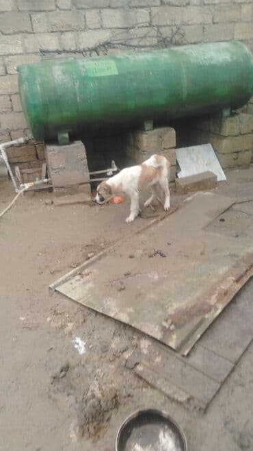 3 ay, Dişi, Ünvandan götürmə