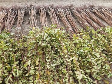 qapi dekoru: Məhsul: Xan Çinarı (Platanus) Təyinat: Həyətyanı sahələr, parklar — 2