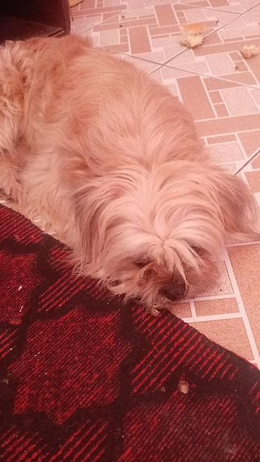 it gəncə: Erkek, Peyvəndli, Ünvandan götürmə, Pulsuz çatdırılma — 4