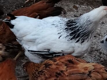 cins xoruz yumurtada banlayar: Toyuq, Yumurtalıq — 8