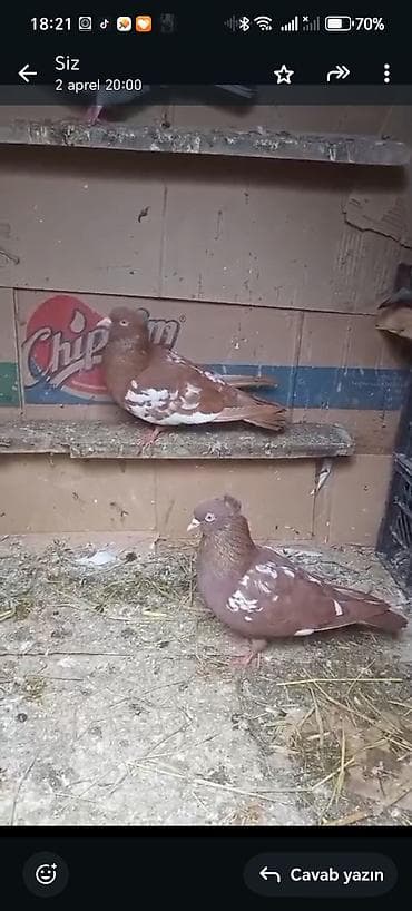 Qırmızı-ağ naxışlı ev göyərçinləri cütlük - Rəng: qırmızı (kestane)