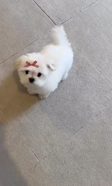 Bolonka, 2 ay, Ünvandan götürmə lalafo.az -da Bolonka, 2 ay, Ünvandan götürmə