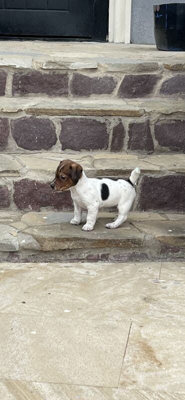 itlerin: Cek rassel teryer, 2 ay, Dişi, Ünvandan götürmə — 4