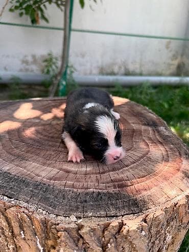 qız it adları: Şpitz, 1 ay, Dişi — 2