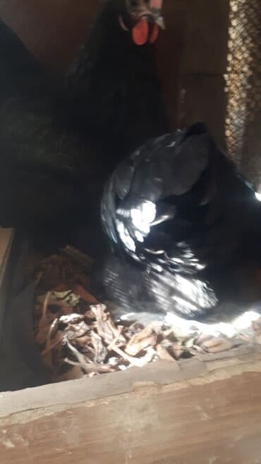 Heyvanlar üçün mallar: Avstrolop mayali yumurta. Deneynen.1.50qep kasetnen.40 azn Bawqa — 7